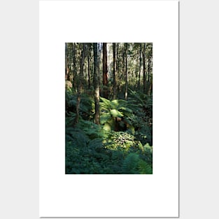 Sunlit Tree Fern Posters and Art